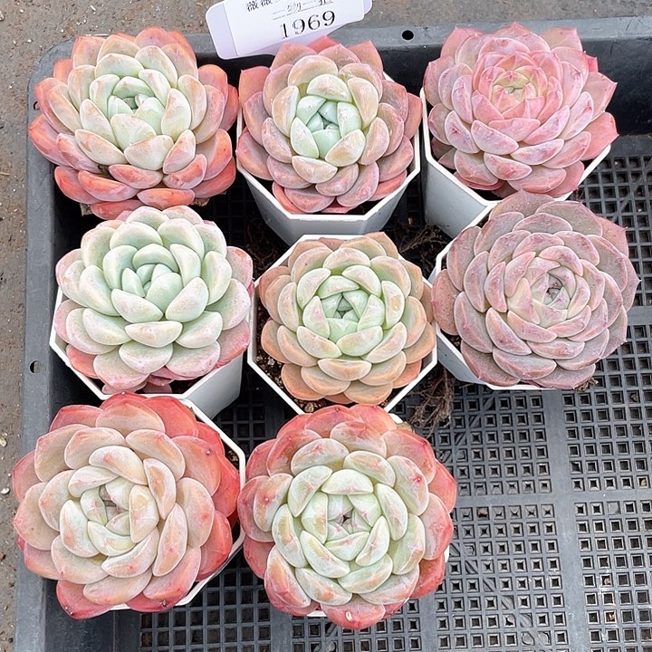 薇薇安园艺多肉1969