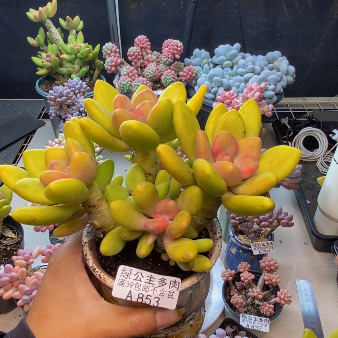 853芒果奶多肉12c m