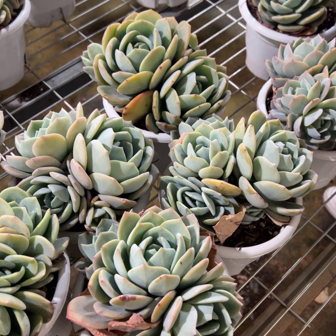 凤橙三头起发整桩