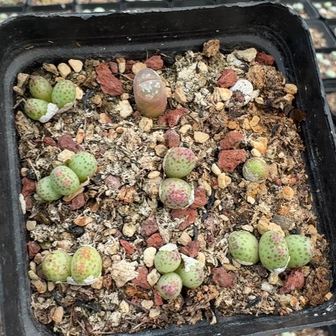 4145带人打工的考虑兔子