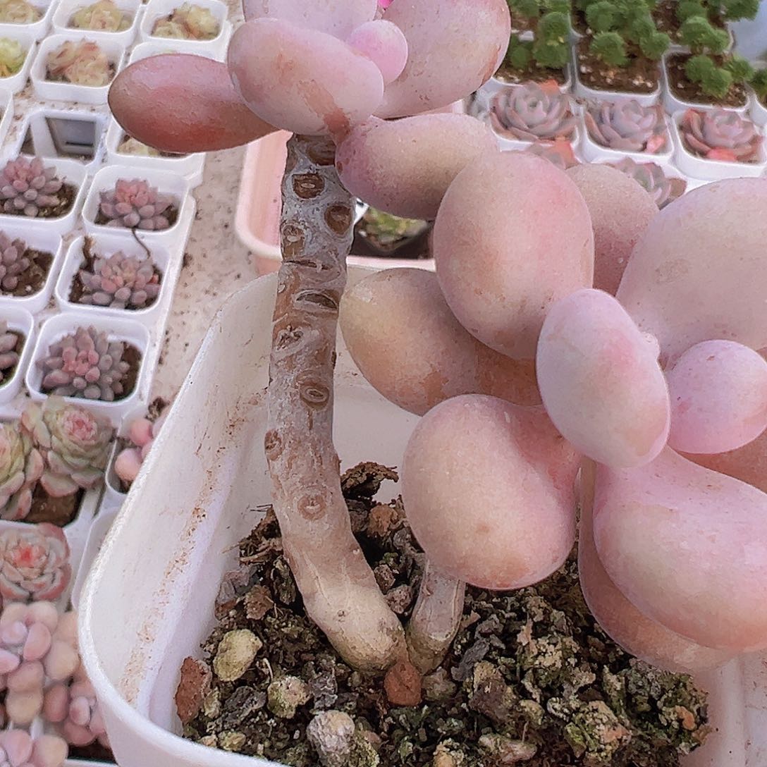 双头老桩桃蛋19包邮