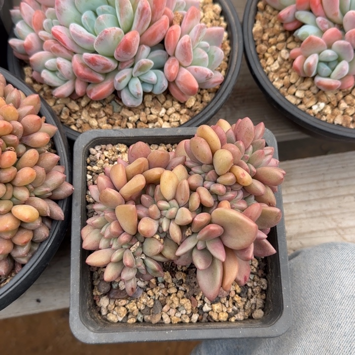 桃花源缀化五十包邮