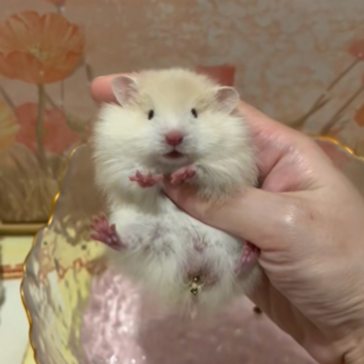 特价金丝熊波利58～98任选