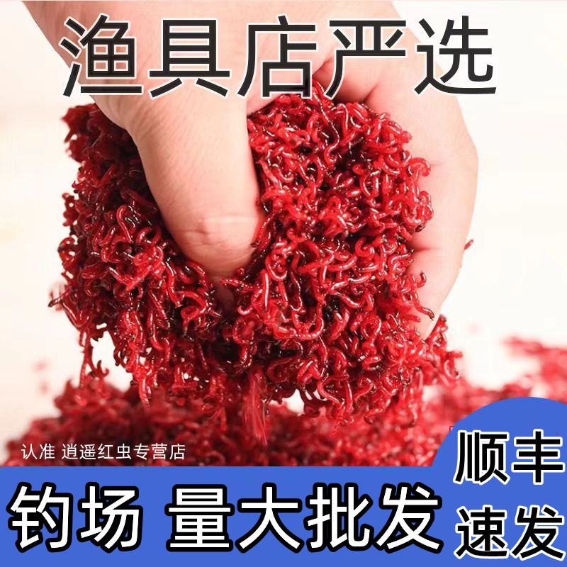 【批发专用】钓场黑坑红虫饵料公虫渔具店特大号野钓鱼红虫鲫鱼饵料