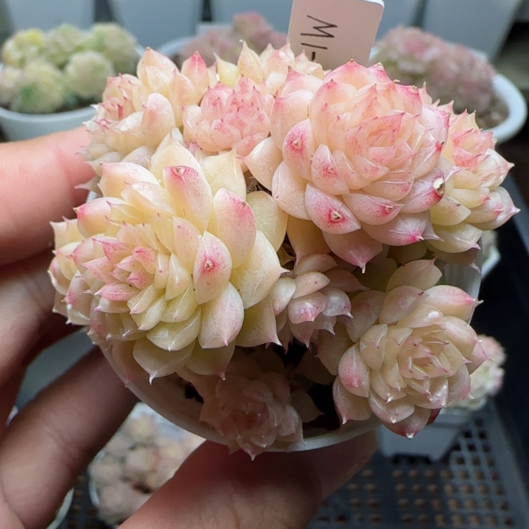 【闪购商品】0131-214（m1-268-2）