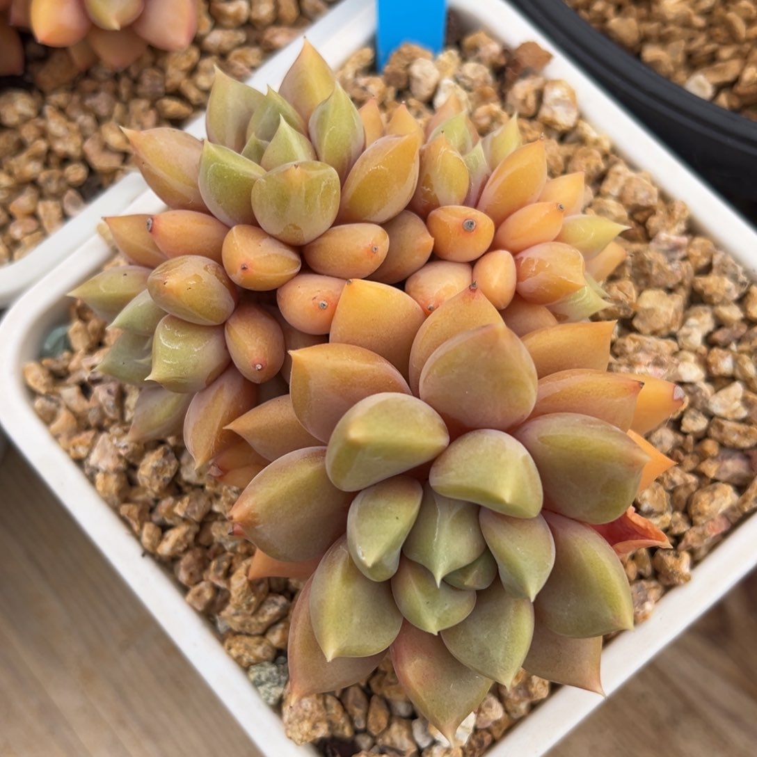 1-16-7精控红象牙多肉植物