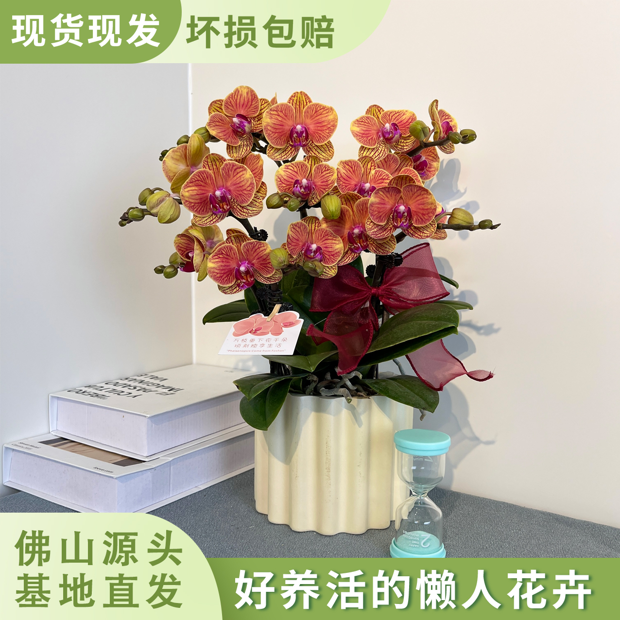 【吉利】 橙色系蝴蝶兰 室内桌面款 鲜花绿植 礼品花
