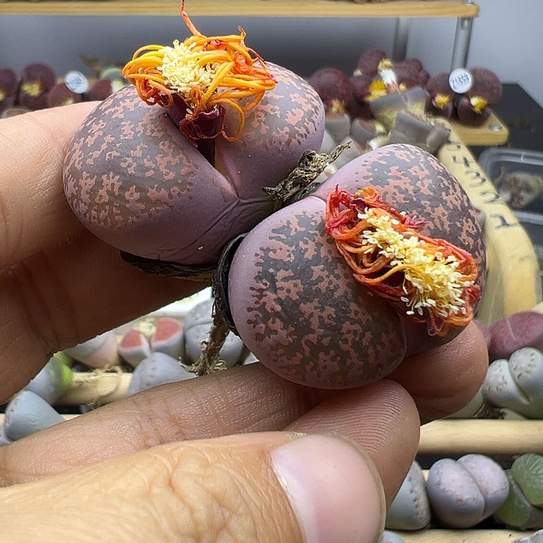 1866 生石花清货不参考