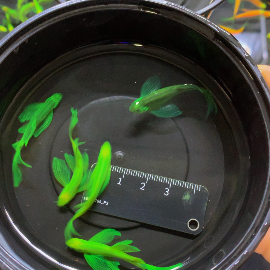 斑马鱼大号蝶翼斑马混搭5条（4-5厘米）