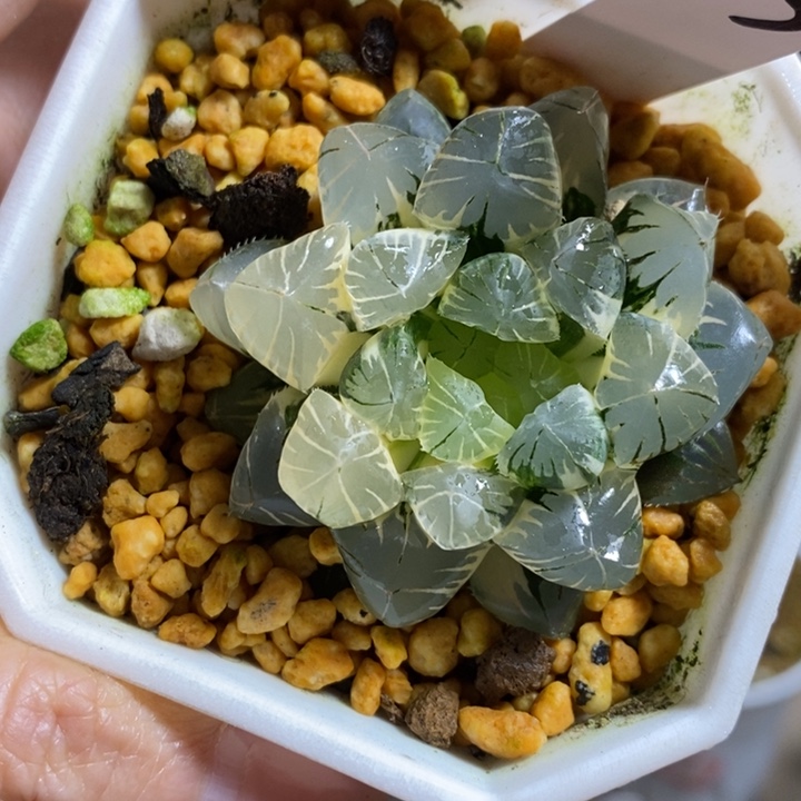 地泉玉露锦极上斑