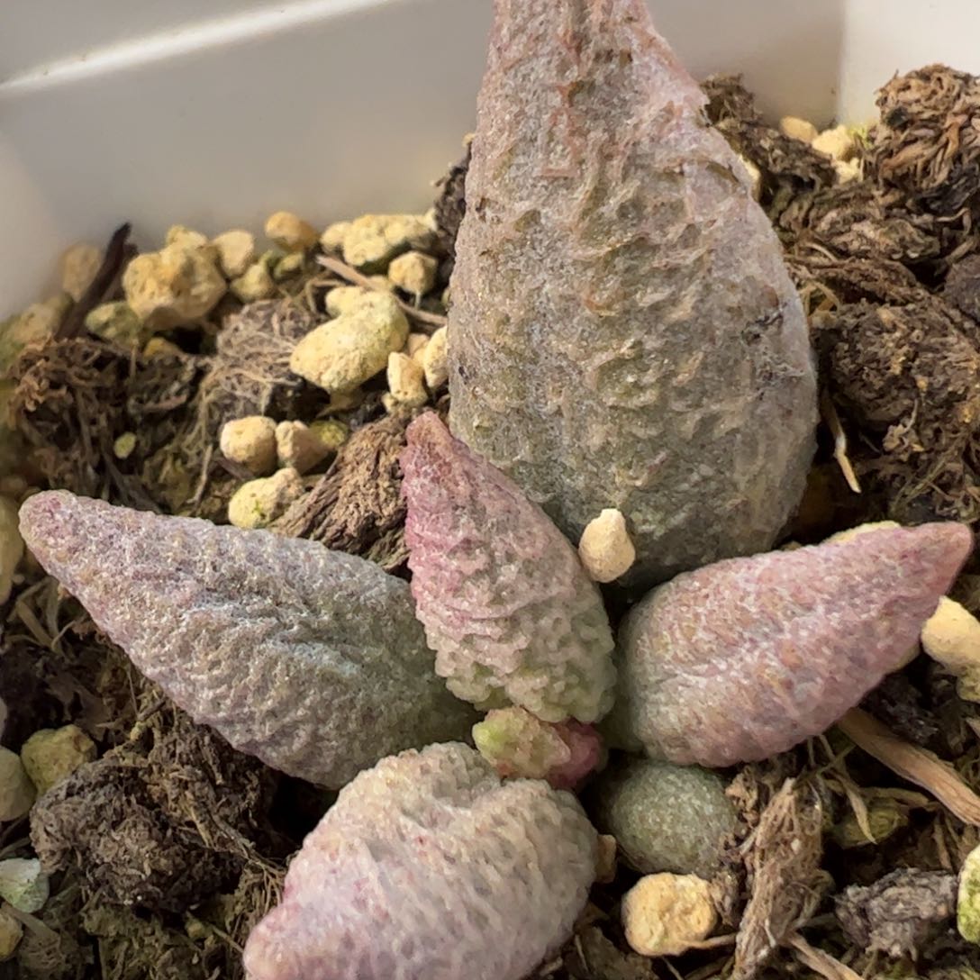 融化纹冰淇淋多肉植物水泡