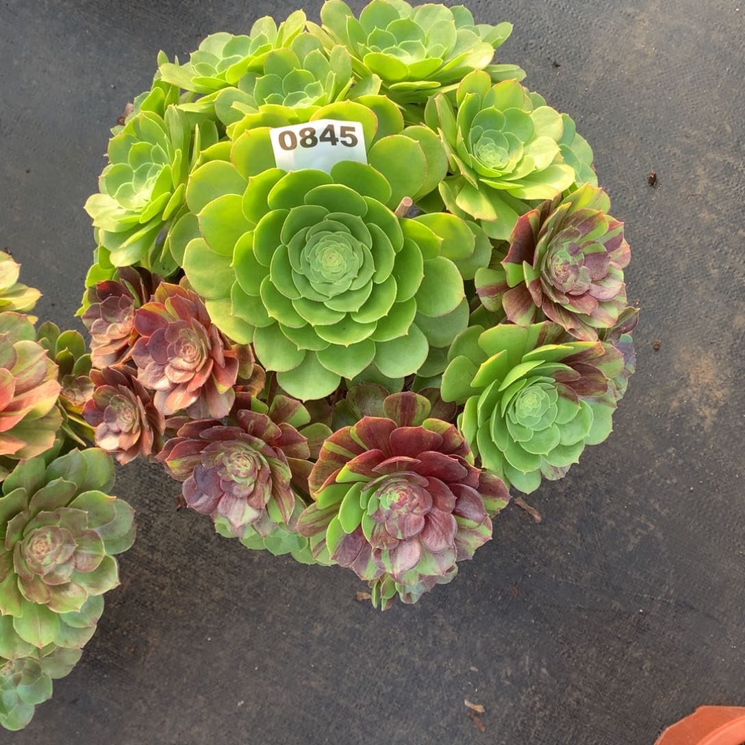 花月夜845法师多肉植物带保温600000