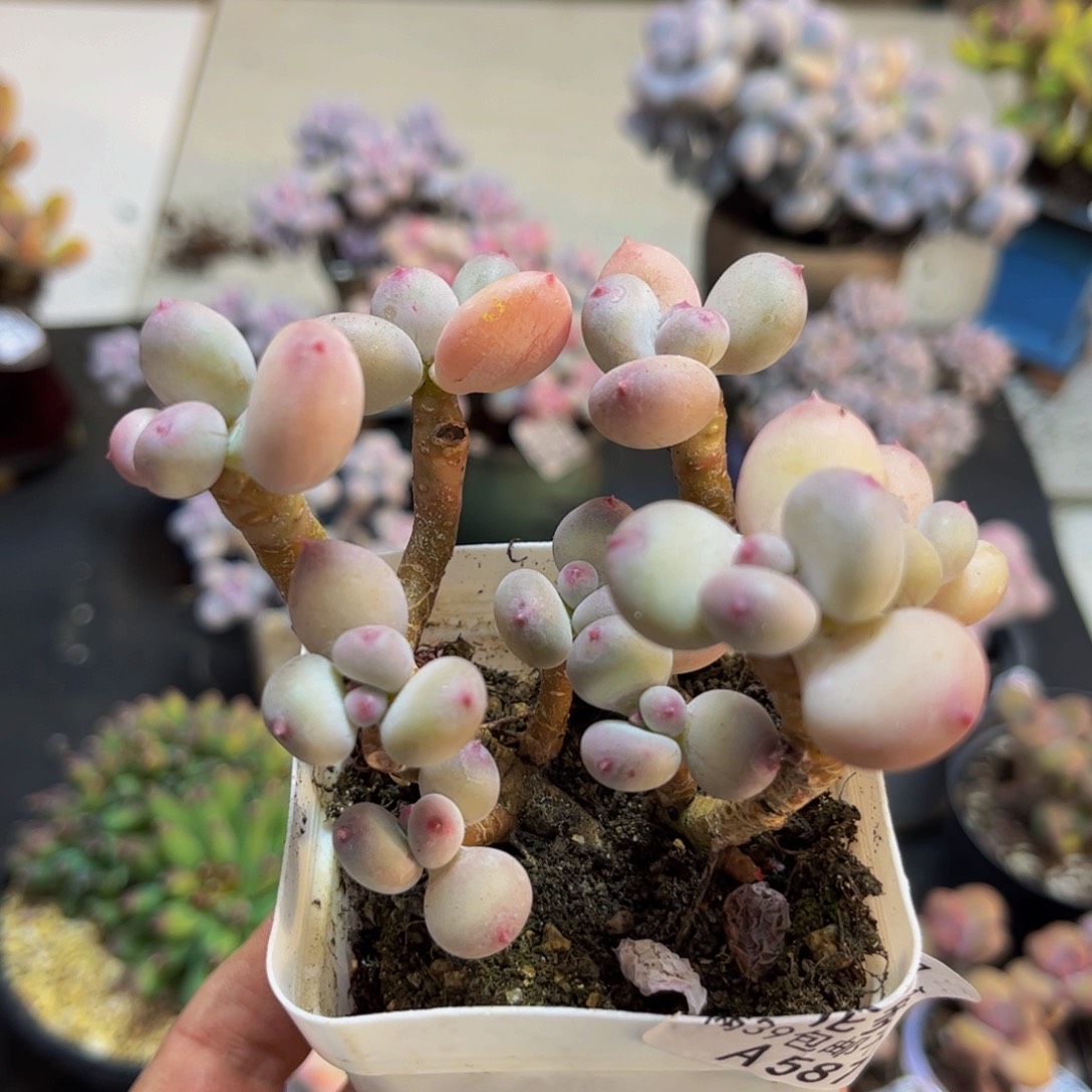 587/6cm苹果奶多肉植物