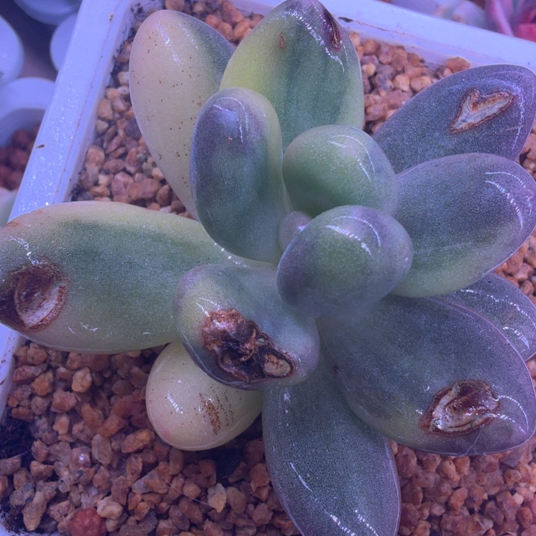 福利 紫皮大叶彩虹奶酪锦