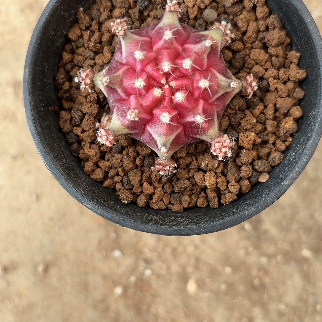 泰系米哈仙人球25号