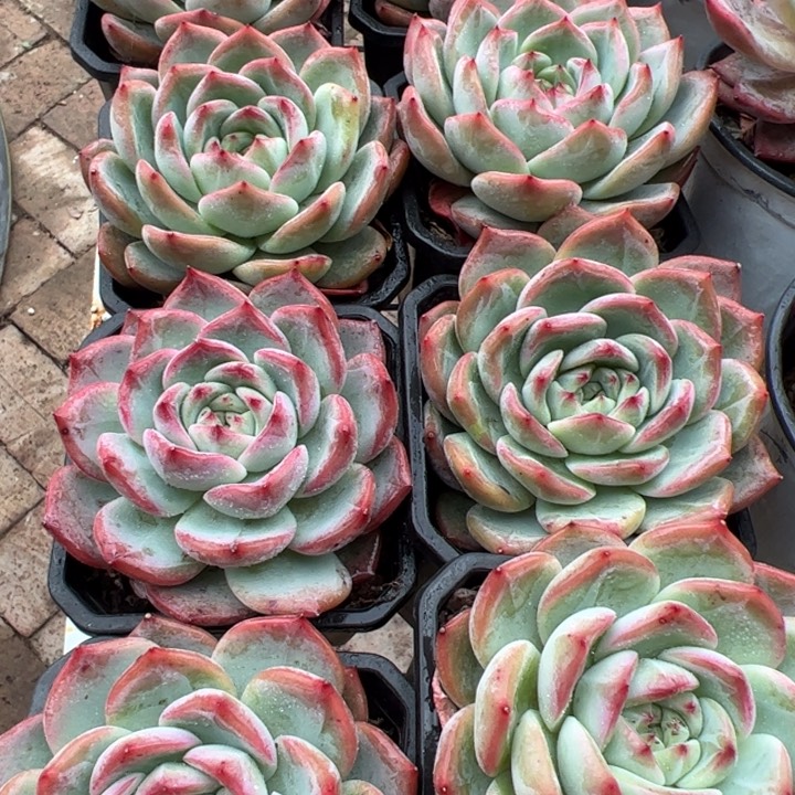 新疆包邮 红鸾群