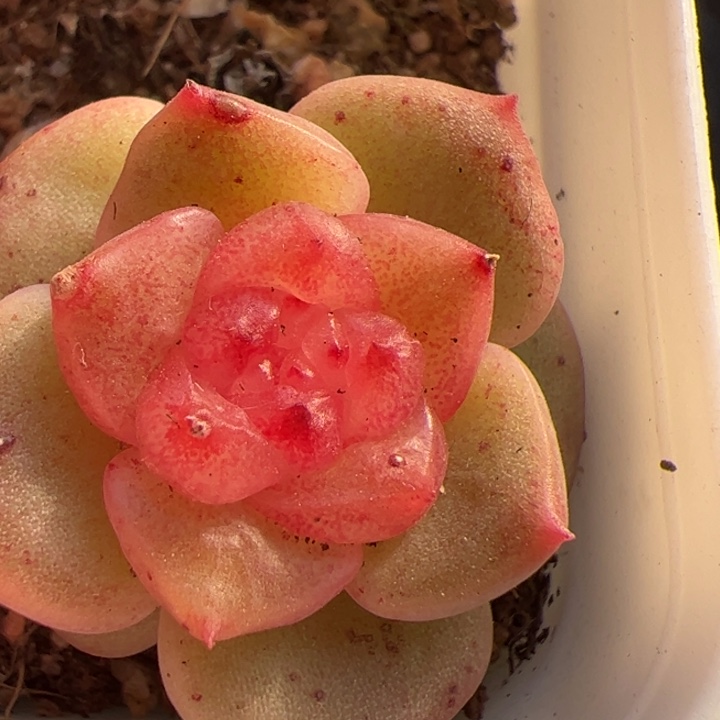 262 一物一拍，精品糖心