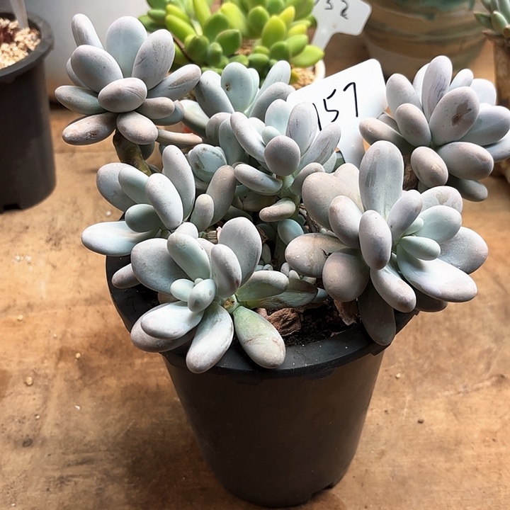 多肉植物，原始奶157号