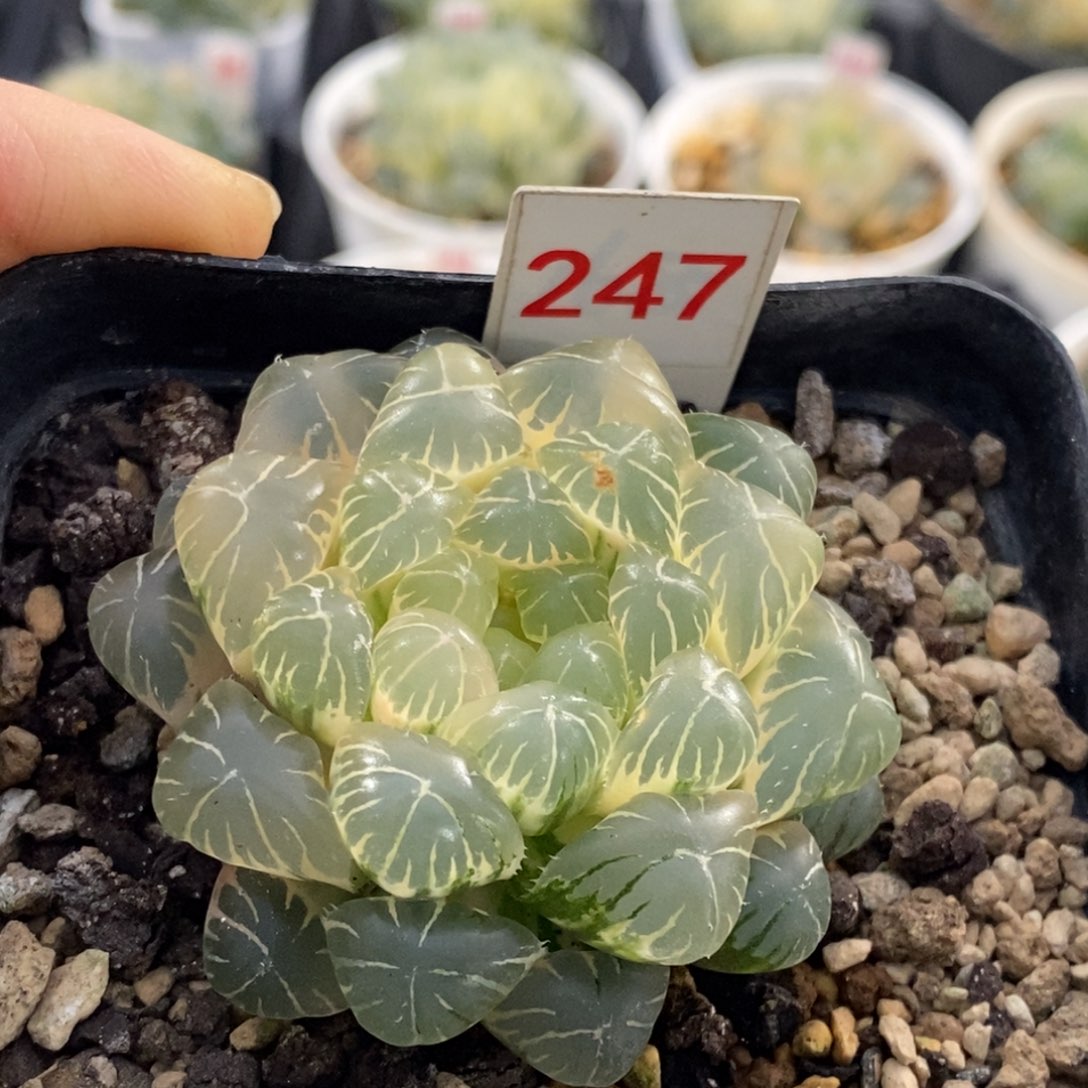 轻***兄247号糊斑湖水玉露锦