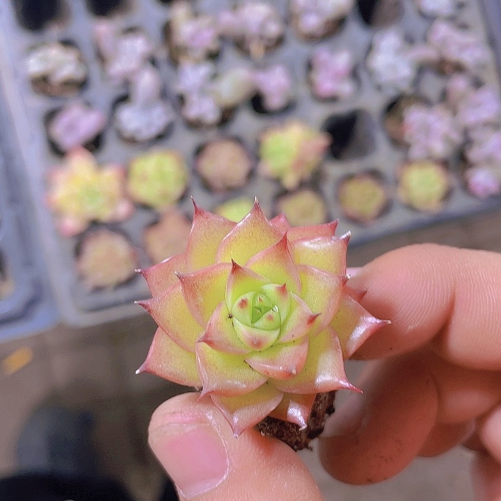 2代乌木【满10颗包邮】