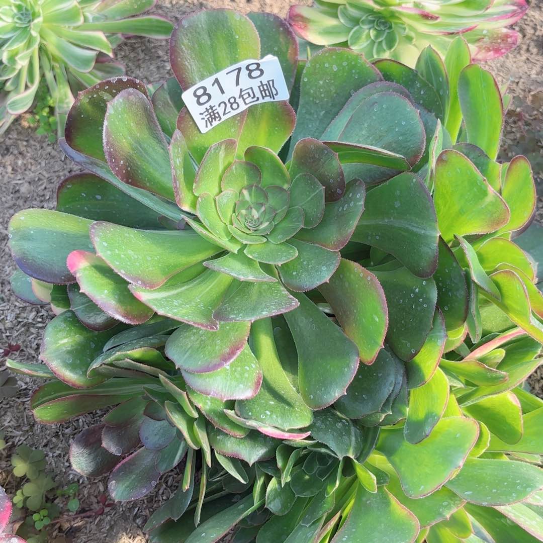 G. 8178绍七彩多肉