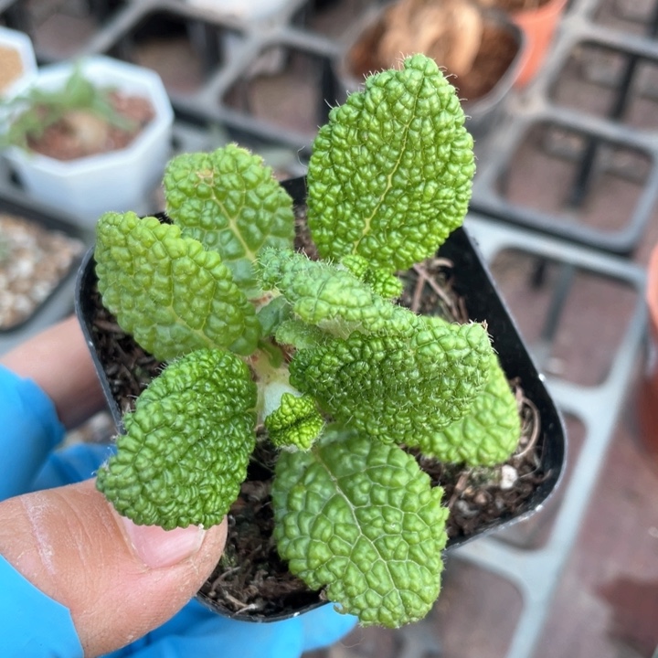 339断崖王子块根