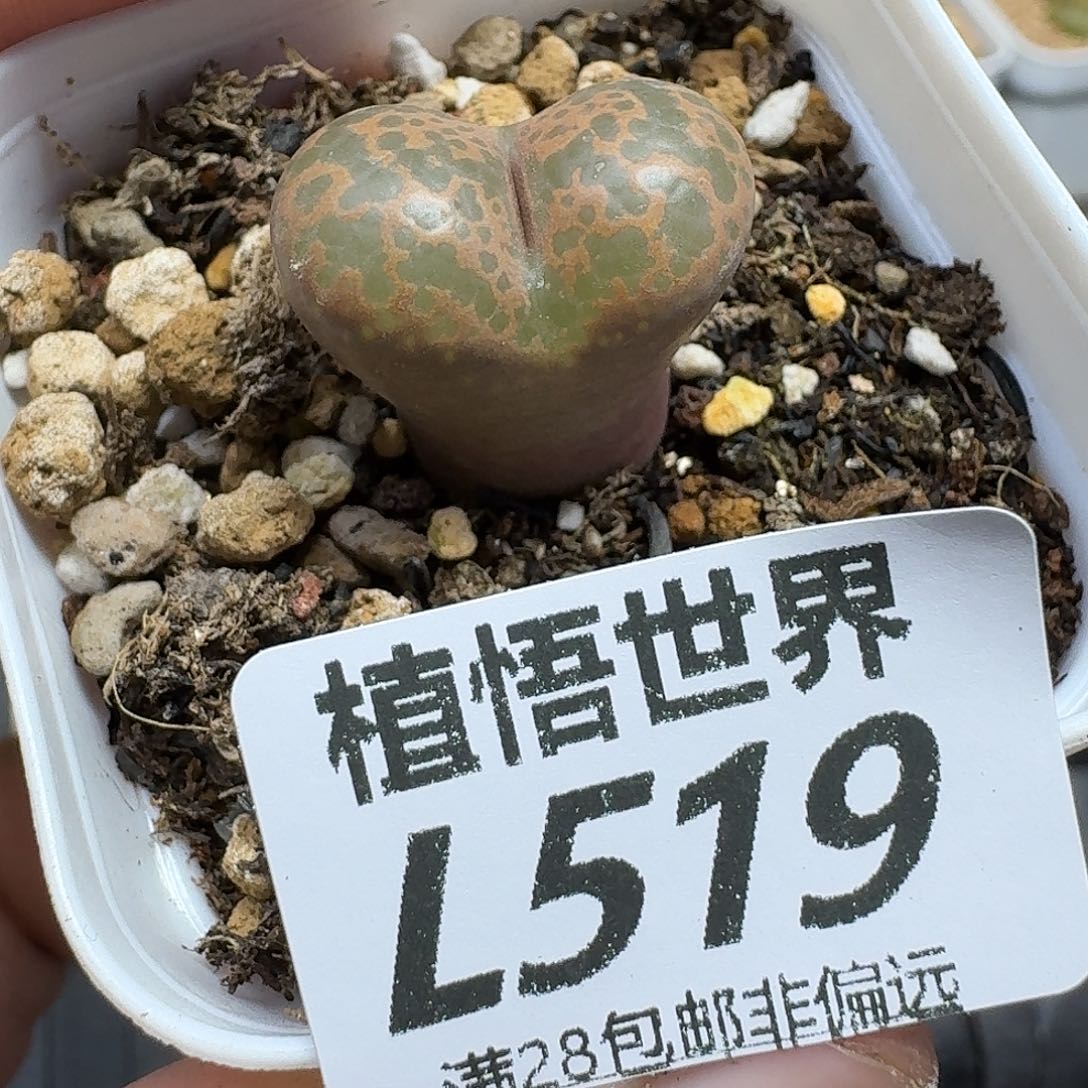 多肉植物的人生fhjn