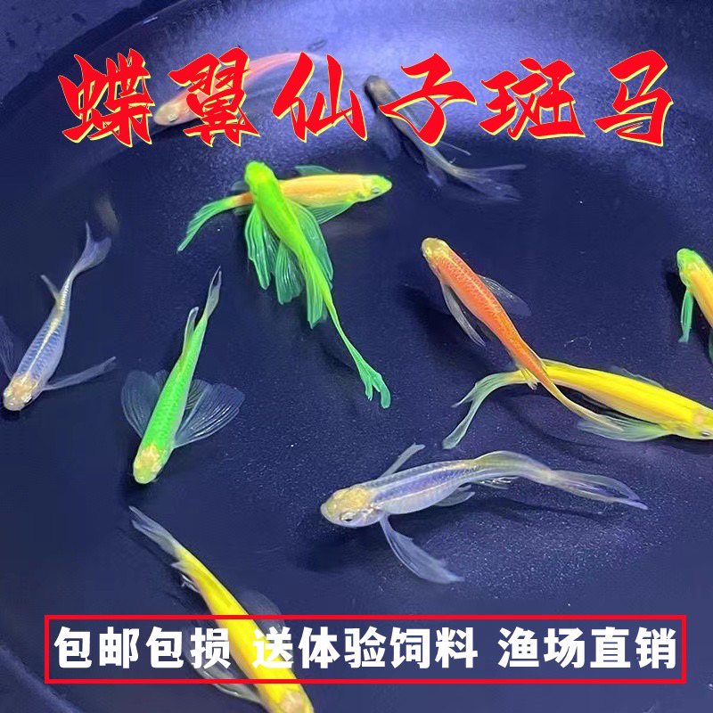 【12.12福利】绿翡翠蝶翼长尾斑马鱼