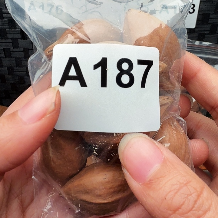 狮***王橄榄核手串/手链橄榄