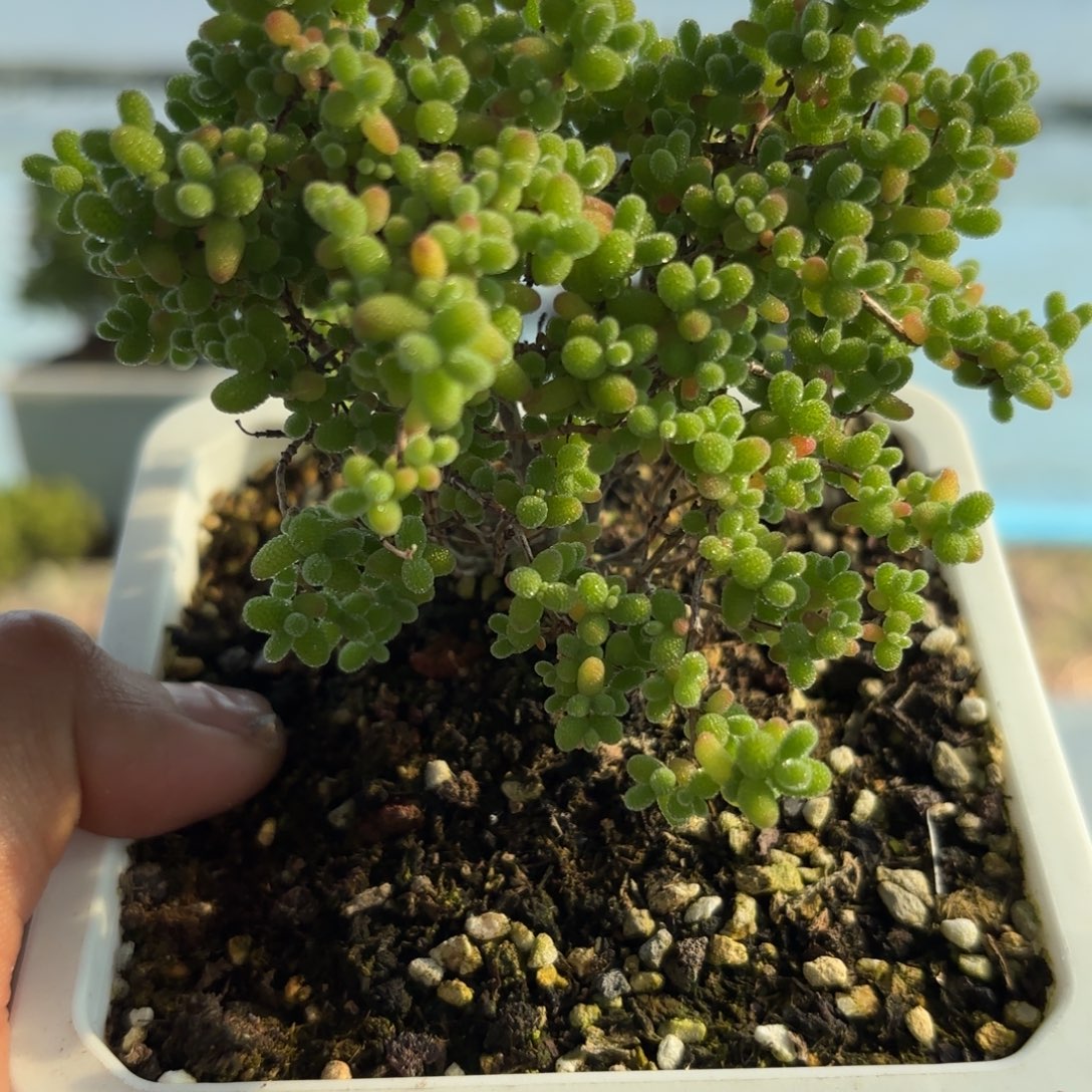 2***3899蜜橘糖球枝干福利哦