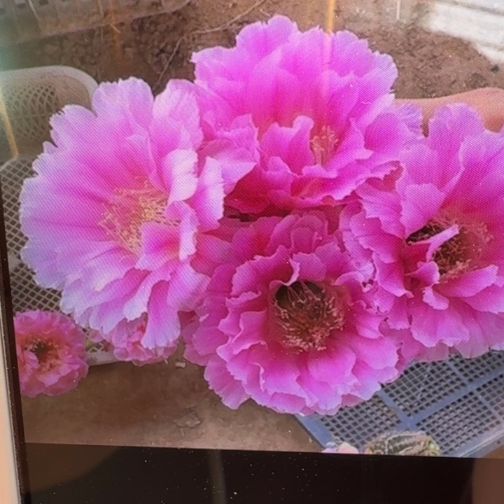 244彩草可可可歪4公分左右无根侧牙，20包邮