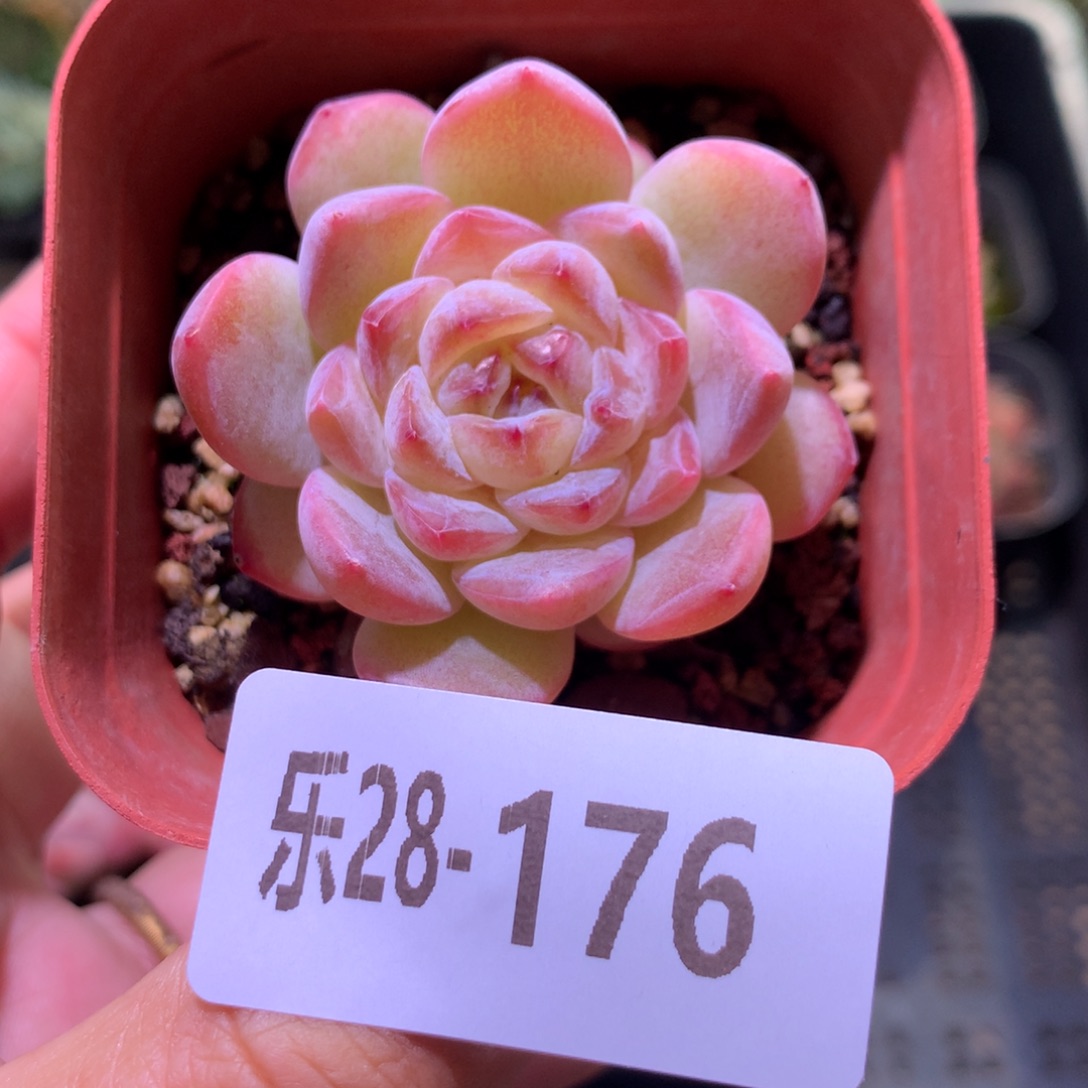 乐然28-176 果汁 