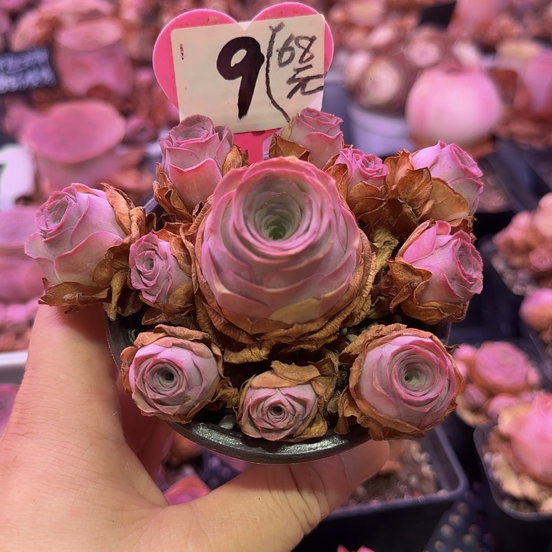 花烛夜 非偏远包邮玻璃心慎拍 多肉