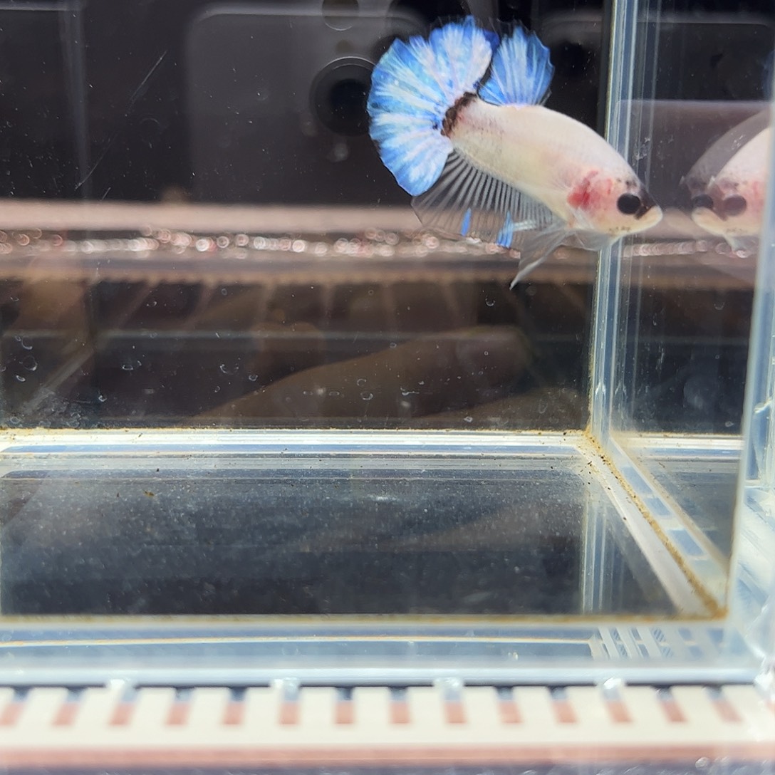 海水鱼宙斯斗鱼竞拍1226