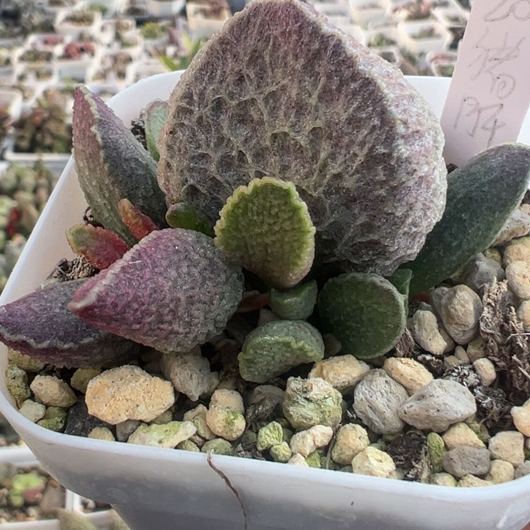 哈默猪肝大苗多头多肉植物76