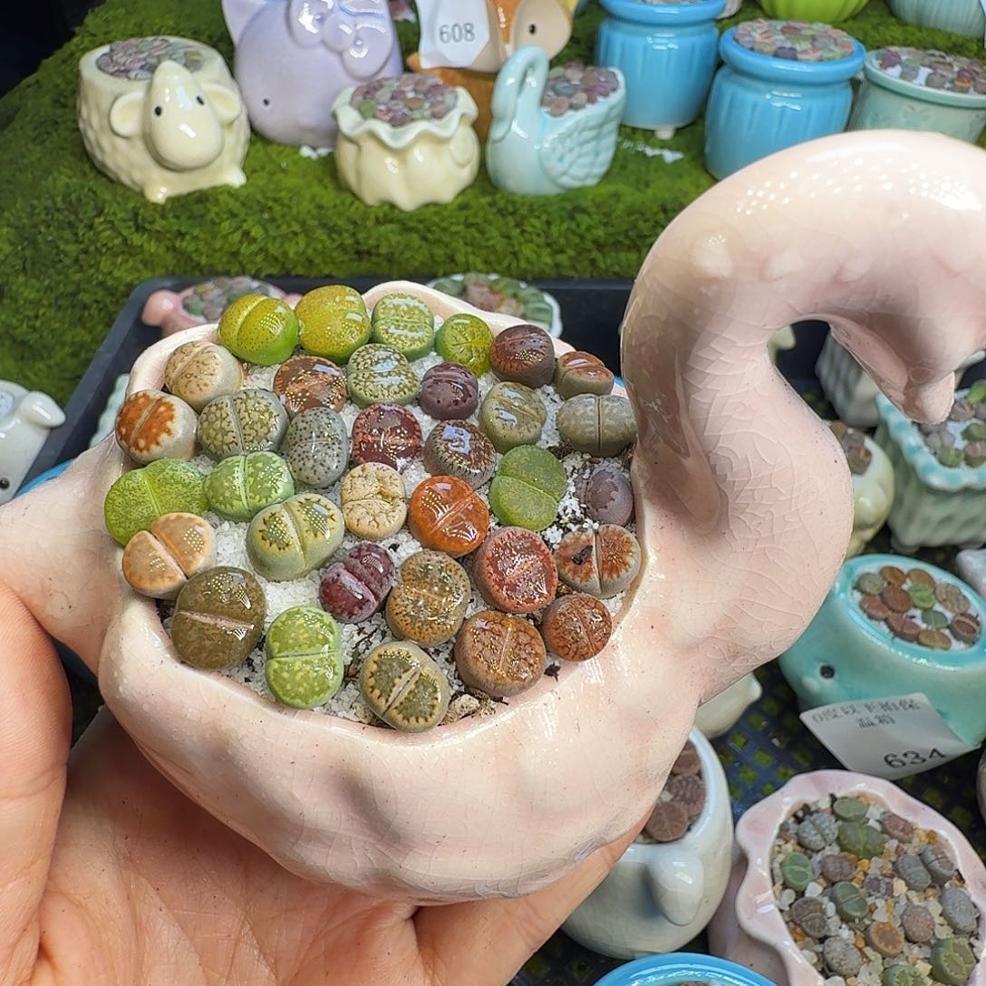 多肉植物福利冲716