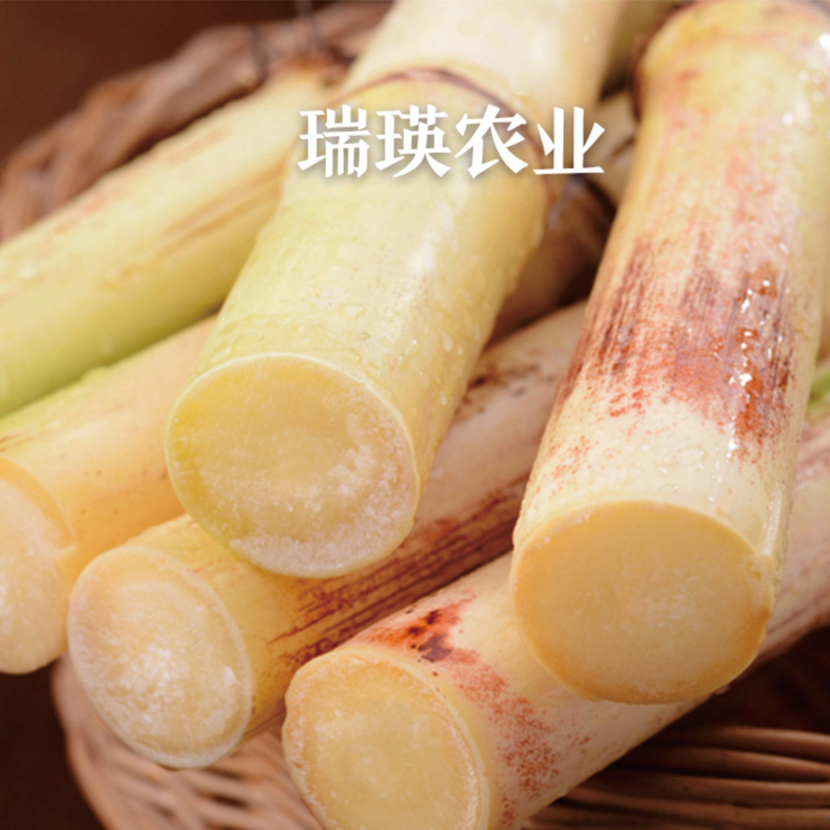 广西木格白玉甘蔗玻璃脆甘蔗新鲜应季清甜脆甜皮薄多汁现砍直发