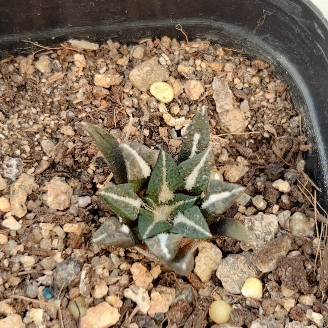 实生黑牡丹仙人球