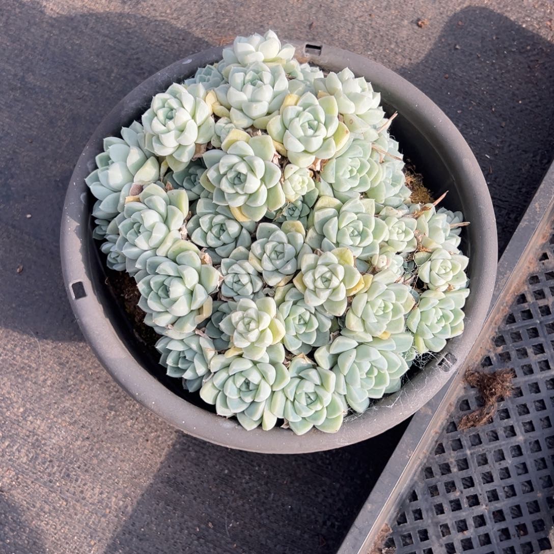 耳***陈厚叶月影，带土球，一物一拍，尺寸19