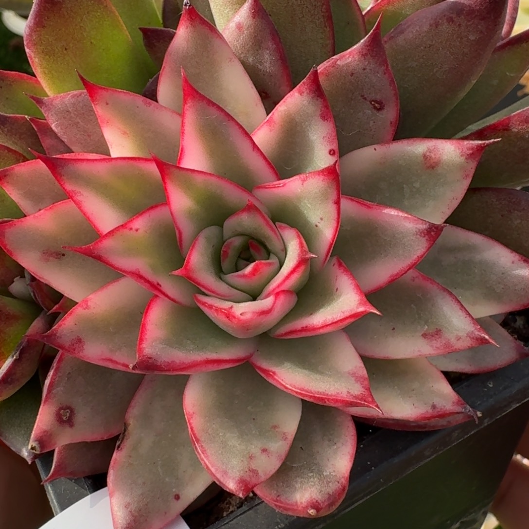 2807吉赛尔锦多肉植物