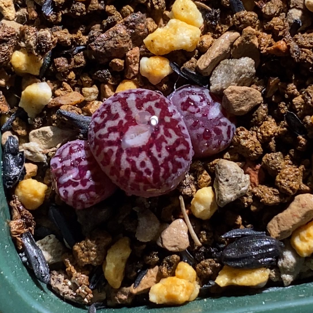 三头超mo三头超mo