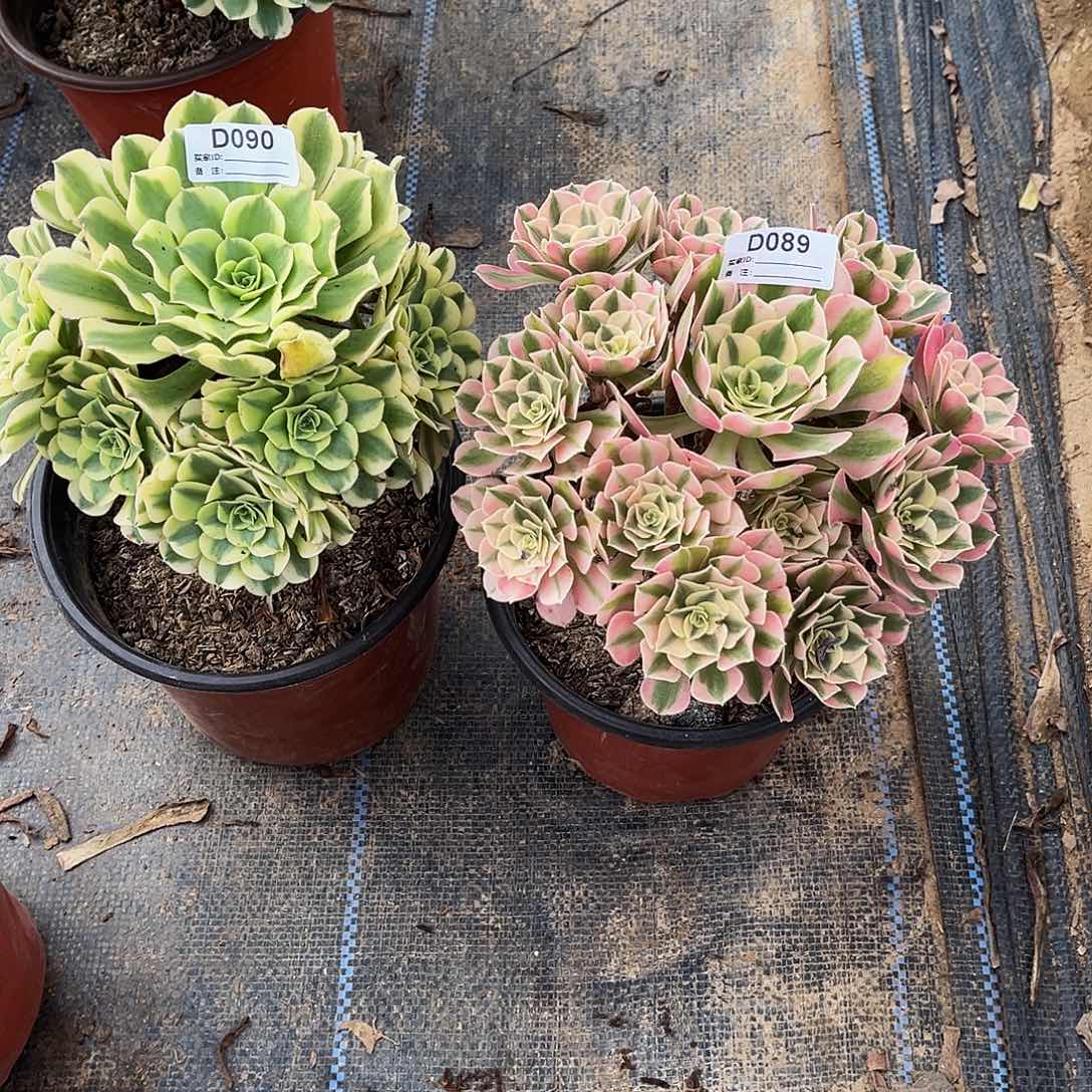 无花朵多肉植物089.090粉女巫，绿豆沙