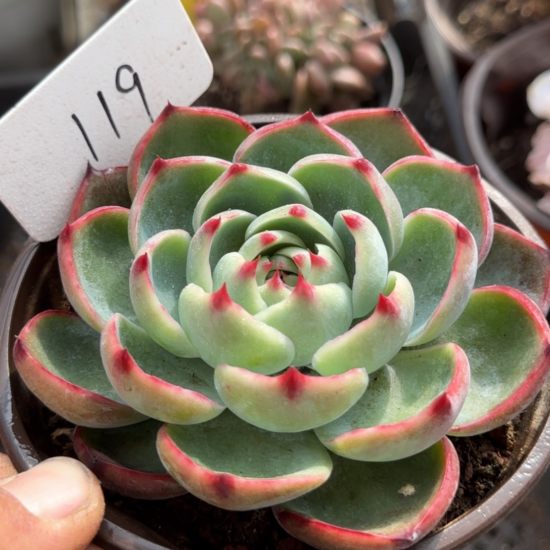 玫瑰惊鸿一物一拍包装收缩花旱119