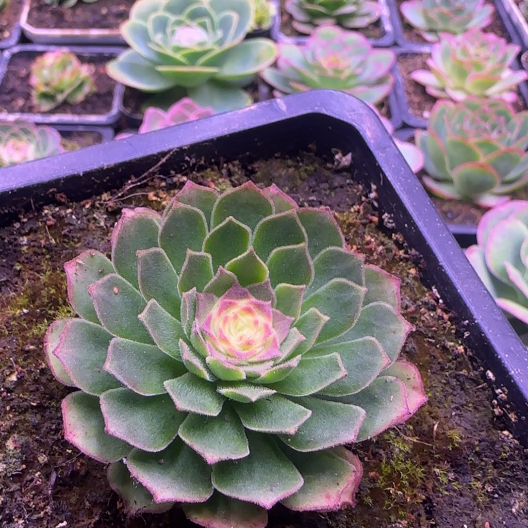 伊人玫瑰5厘米老庄1121343