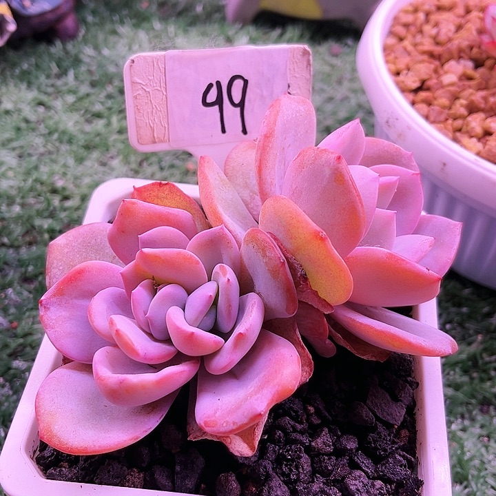 我是第一百个为玉树应援的阴阳