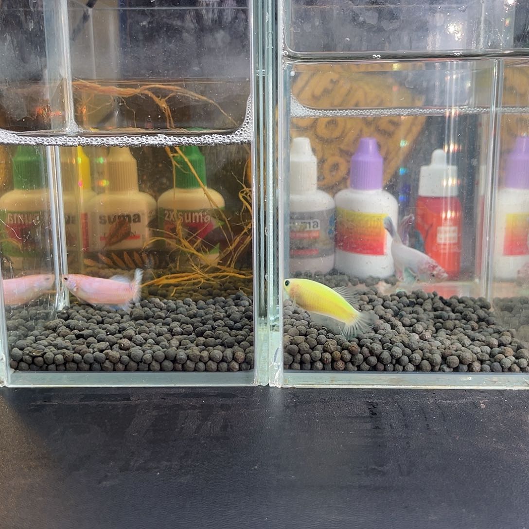 斗鱼12号1117早母鱼2