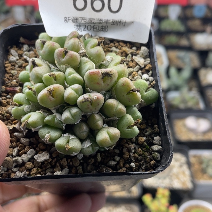 佳人园艺老周多肉上福利啦卡米妮660