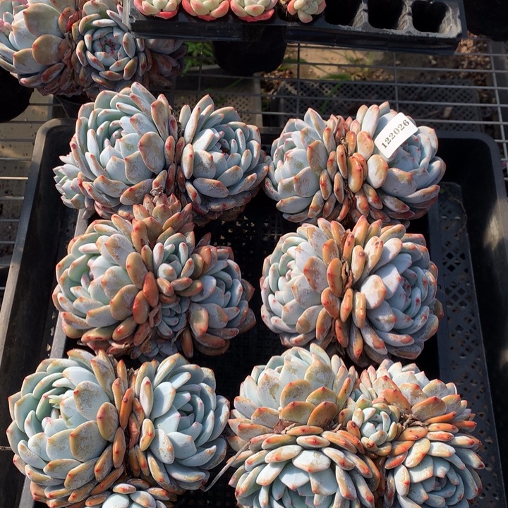 122026六个嗯嗯嗯嗯嗯嗯嗯好喜欢