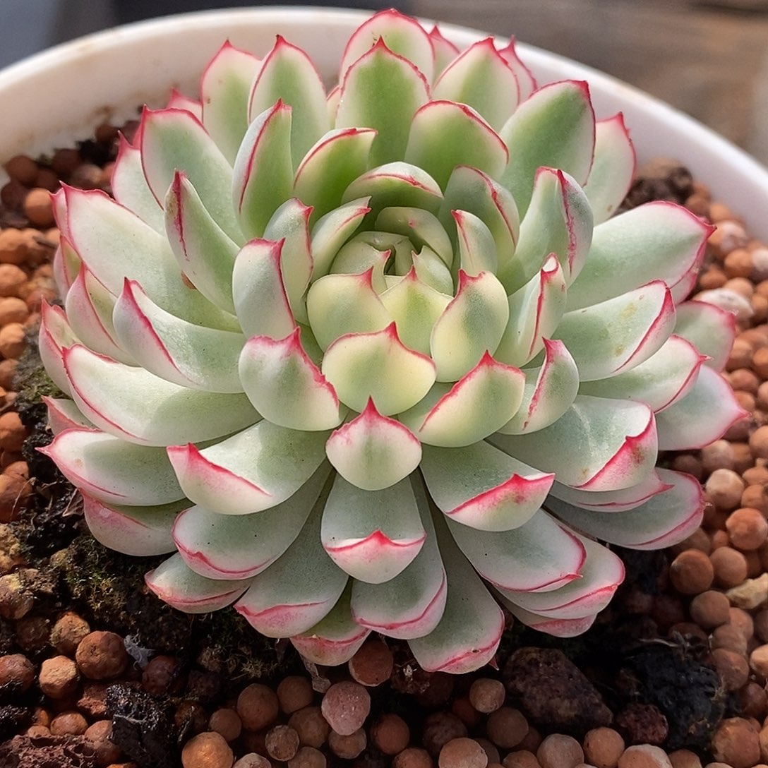 677白梦幻哈哈哈哈哈哈