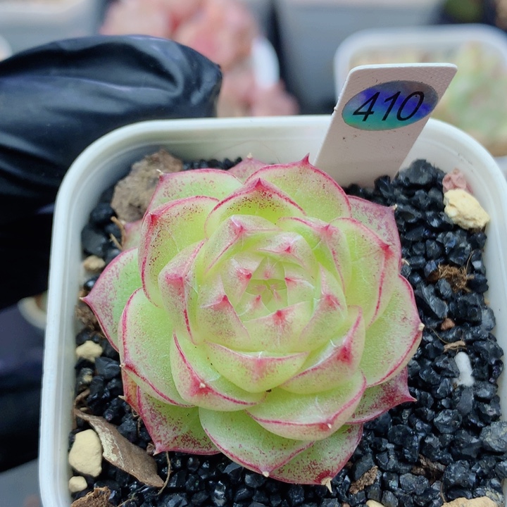 麦秆58包邮  群生不包整410